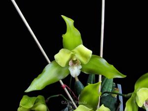 Lycaste Agnette