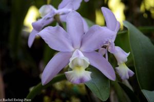 Cattleya dolosa