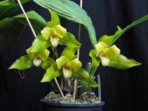 Lycaste Agnette