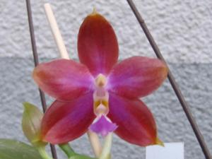 Phalaenopsis Chienlung Eagle King