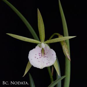 Brassocattleya Nodata