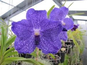 Vanda Manuvadee