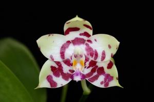 Phalaenopsis KS Super Zebra