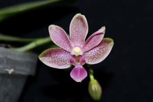 Phalaenopsis Liu's Yellow Star Dust