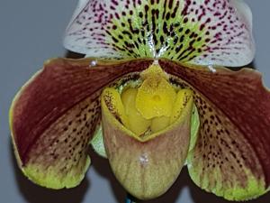 Paphiopedilum Pathfinder