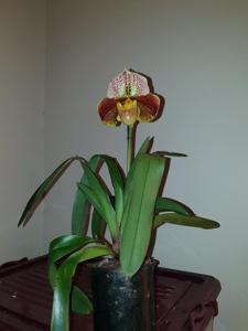 Paphiopedilum Pathfinder