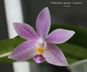 Phalaenopsis Hiroshima Tetratris