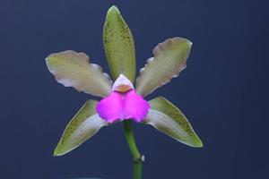 Cattleya Mrs. Mahler