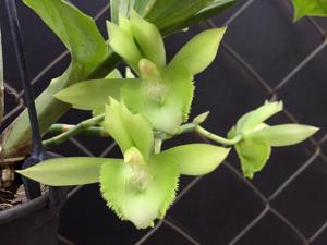 Catasetum João Stivalli-parguazense
