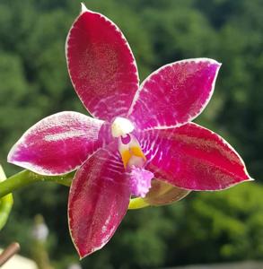 Phalaenopsis Joy Chienlung Cat