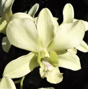 Dendrobium Aridang Green