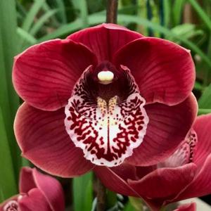 Cymbidium Blazing Fury