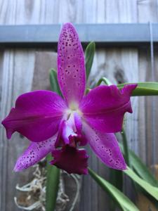 Cattleya Hawaiian Flare