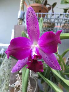 Cattleya Hawaiian Flare