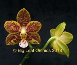 Phalaenopsis Pylo's Butterfly