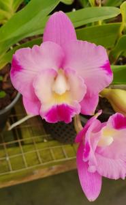 Rhyncholaeliocattleya Rosella's Little Angel