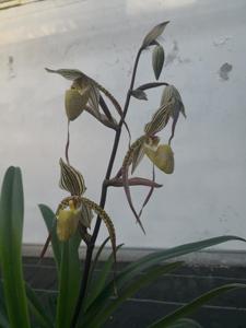 Paphiopedilum Ken Ichi Takaya