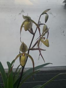 Paphiopedilum Ken Ichi Takaya