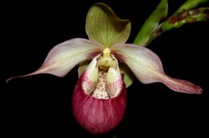 Phragmipedium Sedenii