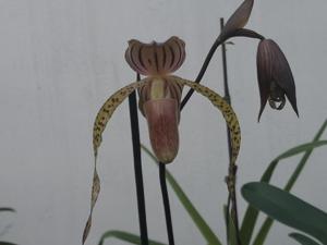 Paphiopedilum Hung Sheng Cape