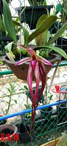Bulbophyllum Khoon Meng