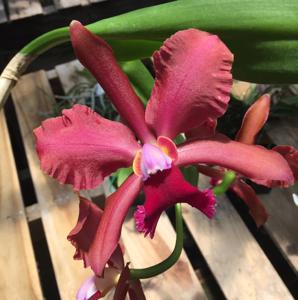 Rhyncholaeliocattleya Egyptian Queen