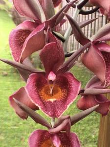 <i>Catasetum</i> Sweet Spice