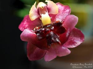 Oncidium Twinkle