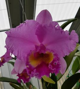 Rhyncholaeliocattleya Brunswick Bonanza