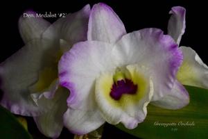 Dendrobium Medalist