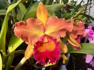 Rhyncholaeliocattleya Susan Fender