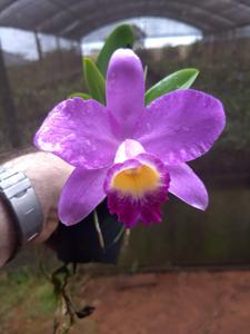 Cattleya Leeana