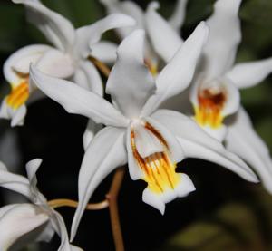 Coelogyne Intermedia