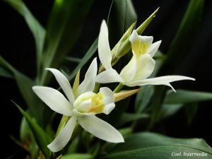 Coelogyne Intermedia