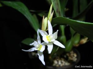 Coelogyne Intermedia