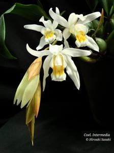 Coelogyne Intermedia