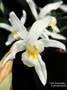 Coelogyne Intermedia