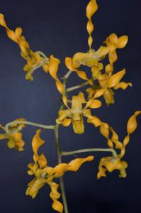 Dendrobium John's Charm-tangerinum