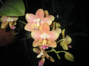 Phalaenopsis Kuntrarti Rarashati