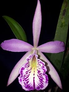 Brassocattleya Tetradip