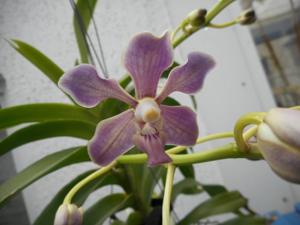 Vanda Lim Guan Cheo