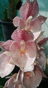 Catasetum Jamie Lawson XOXO