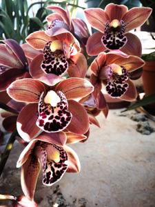 Cymbidium Nancy Miyamoto