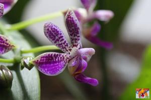 Phalaenopsis Alfinia