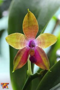 Phalaenopsis Chienlung Bear Ambo