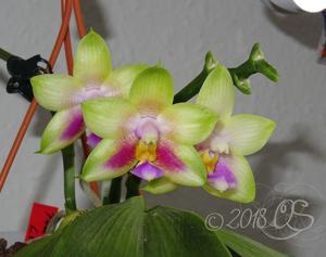 Phalaenopsis Penang Moonbright