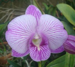 Dendrobium Candy Stripe