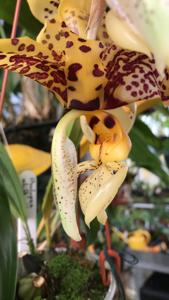 Stanhopea Assidensis