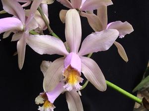 <i>Cattleya</i> x <i>venosa</i>