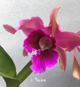 Cattleya Pacavia